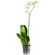 White Phalaenopsis orchid in a pot. Chelyabinsk